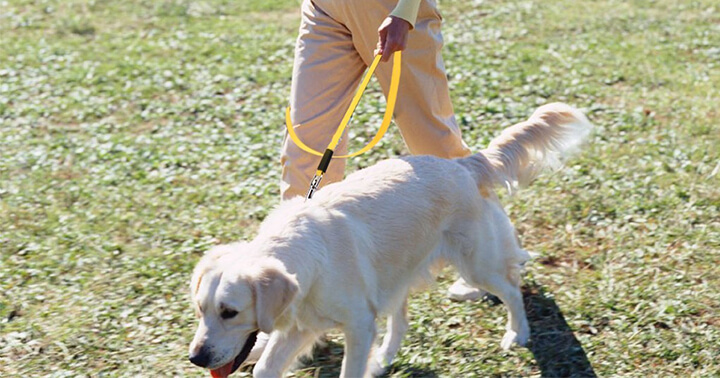 Top 10 Best Dog Leashes For Walking
