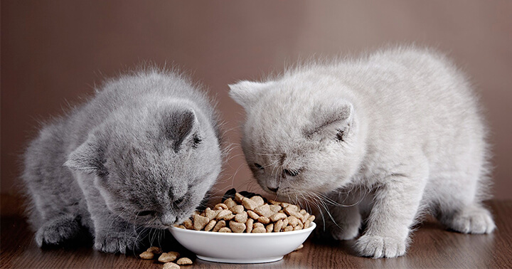 10 Of The Best Dry Cat Foods On the Net For 2017